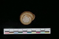 藏品(三帶扁蝸牛)的圖片